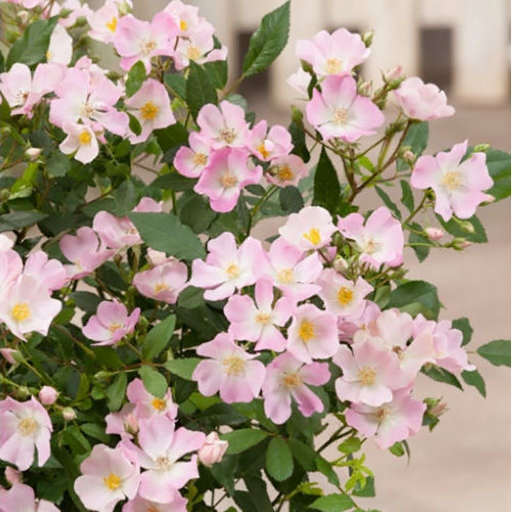 Rosa Rosanatura Rosea - Shrub Rose