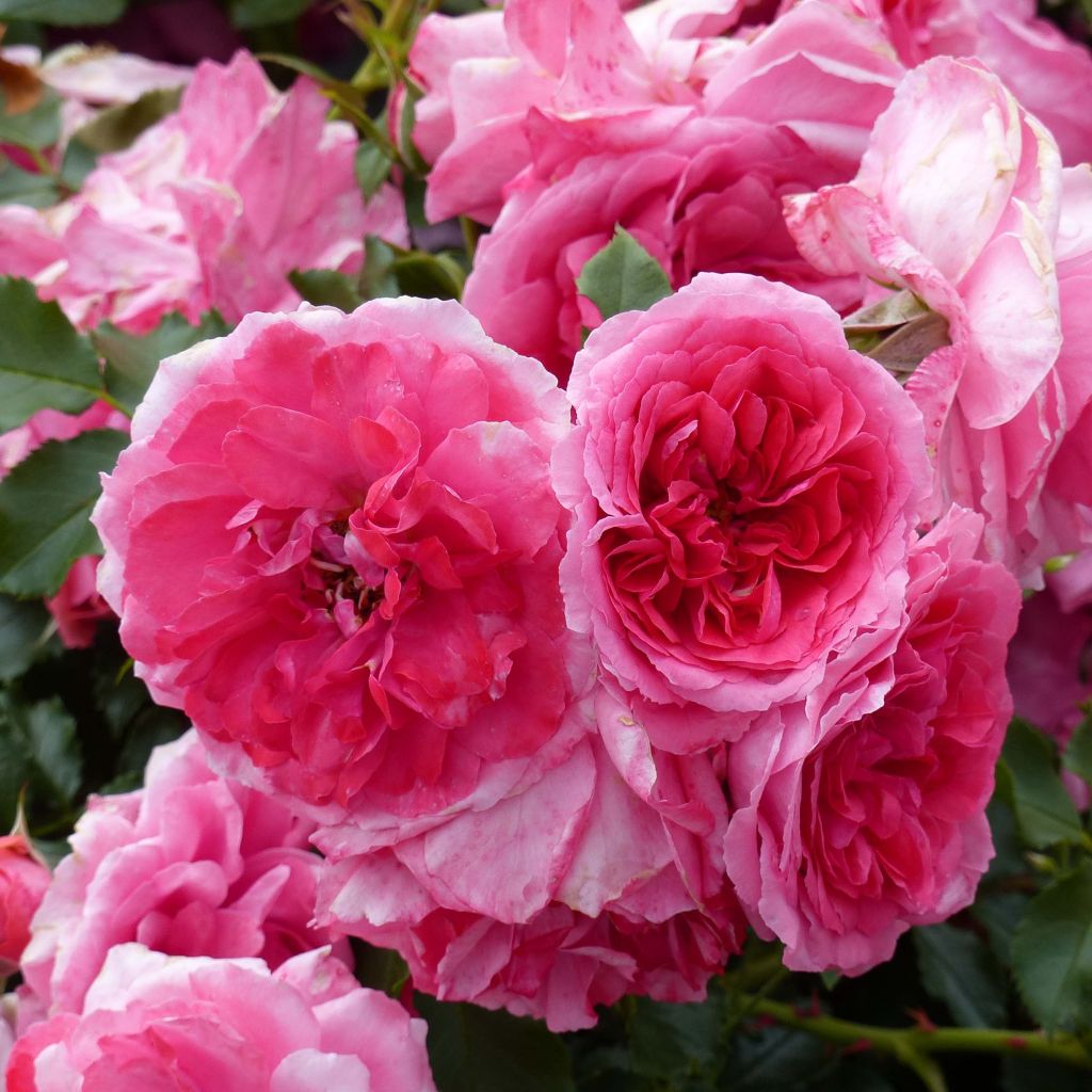 Rosa x floribunda 'Rosarium Uetersen' - Floribunda Rose
