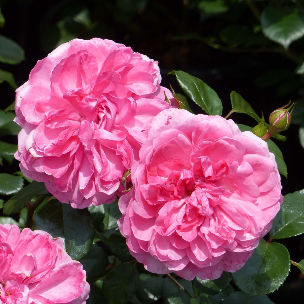 Rosa x floribunda 'Rosarium Uetersen' - Floribunda Rose