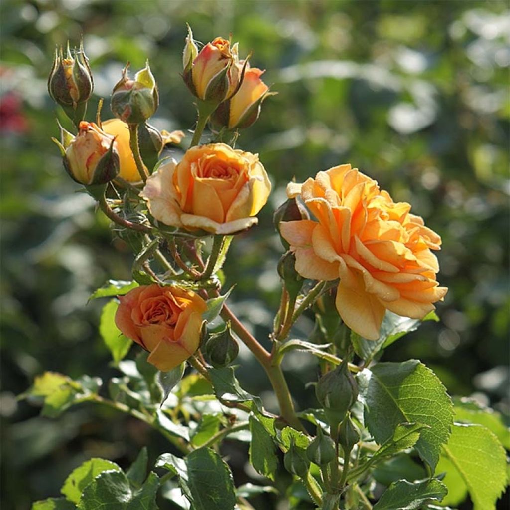 Rosa x floribunda Bentheimer Gold - Floribunda Rose