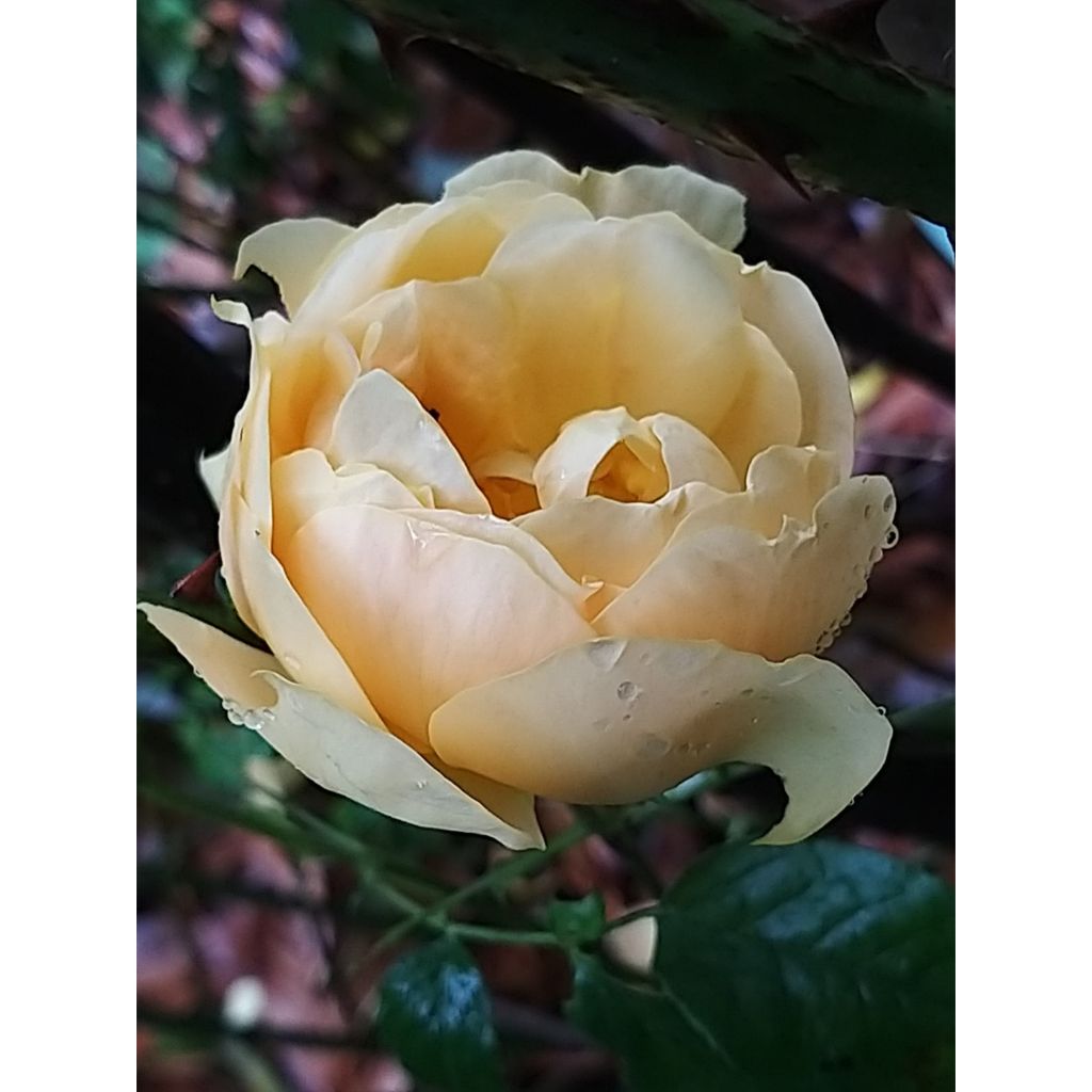 Rosa x floribunda Bernstein Rose - Floribunda Rose