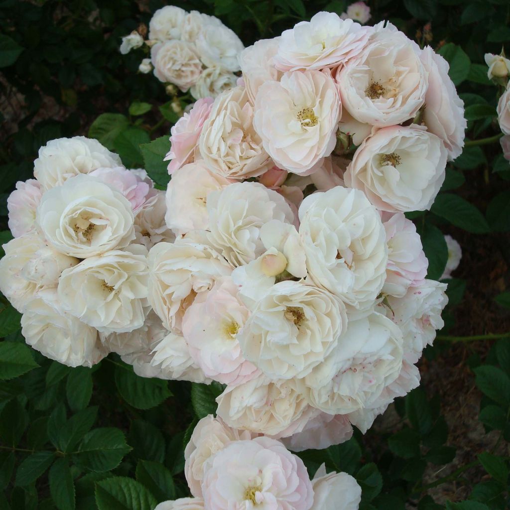 Rosa x moschata Bouquet Parfait 'Lenbofa'