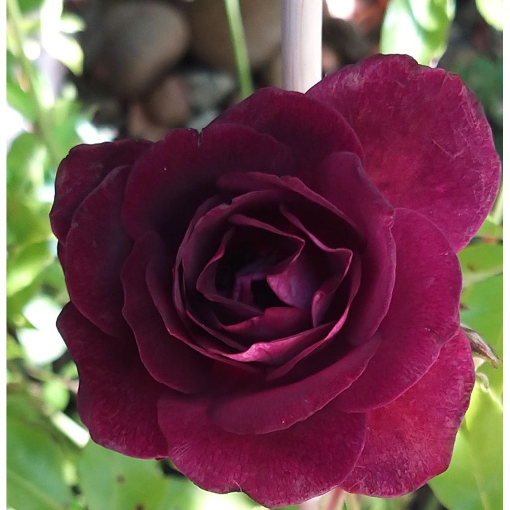 Rosa Burgundy Ice - Floribunda Rose