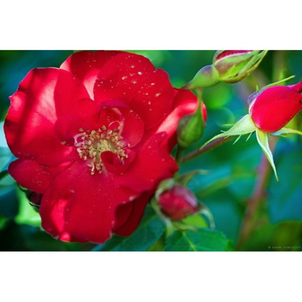 Rosa x polyantha La Sevillana - Polyantha Rose