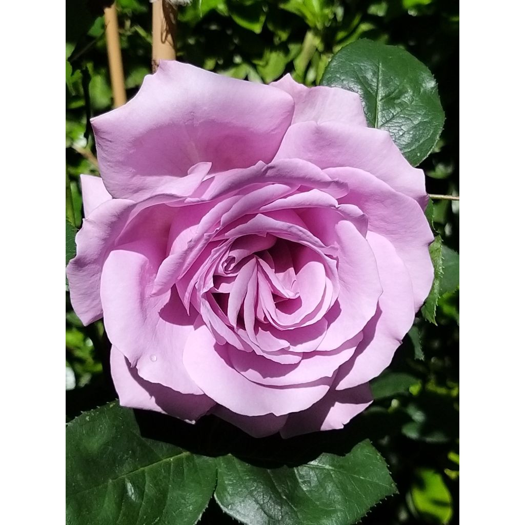 Rosa  Love Song - Floribunda Rose