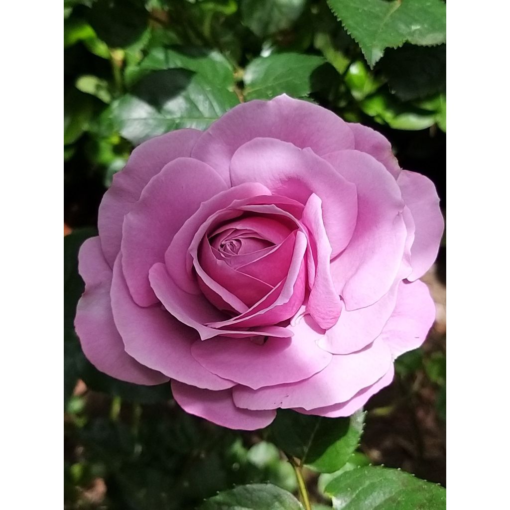 Rosa  Love Song - Floribunda Rose