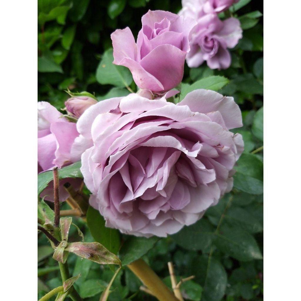 Rosa  Love Song - Floribunda Rose