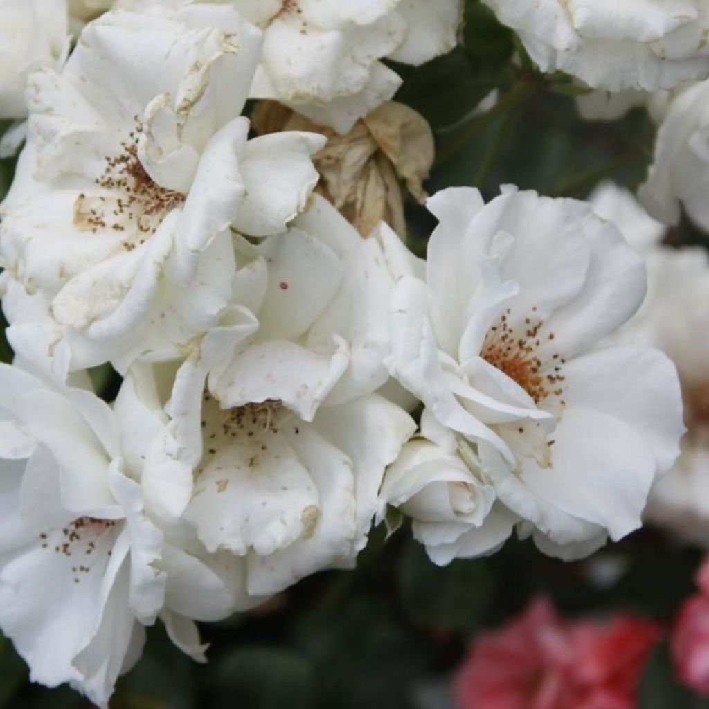 Rosa x polyantha 'Maria Mathilda' - Shrub Rose 