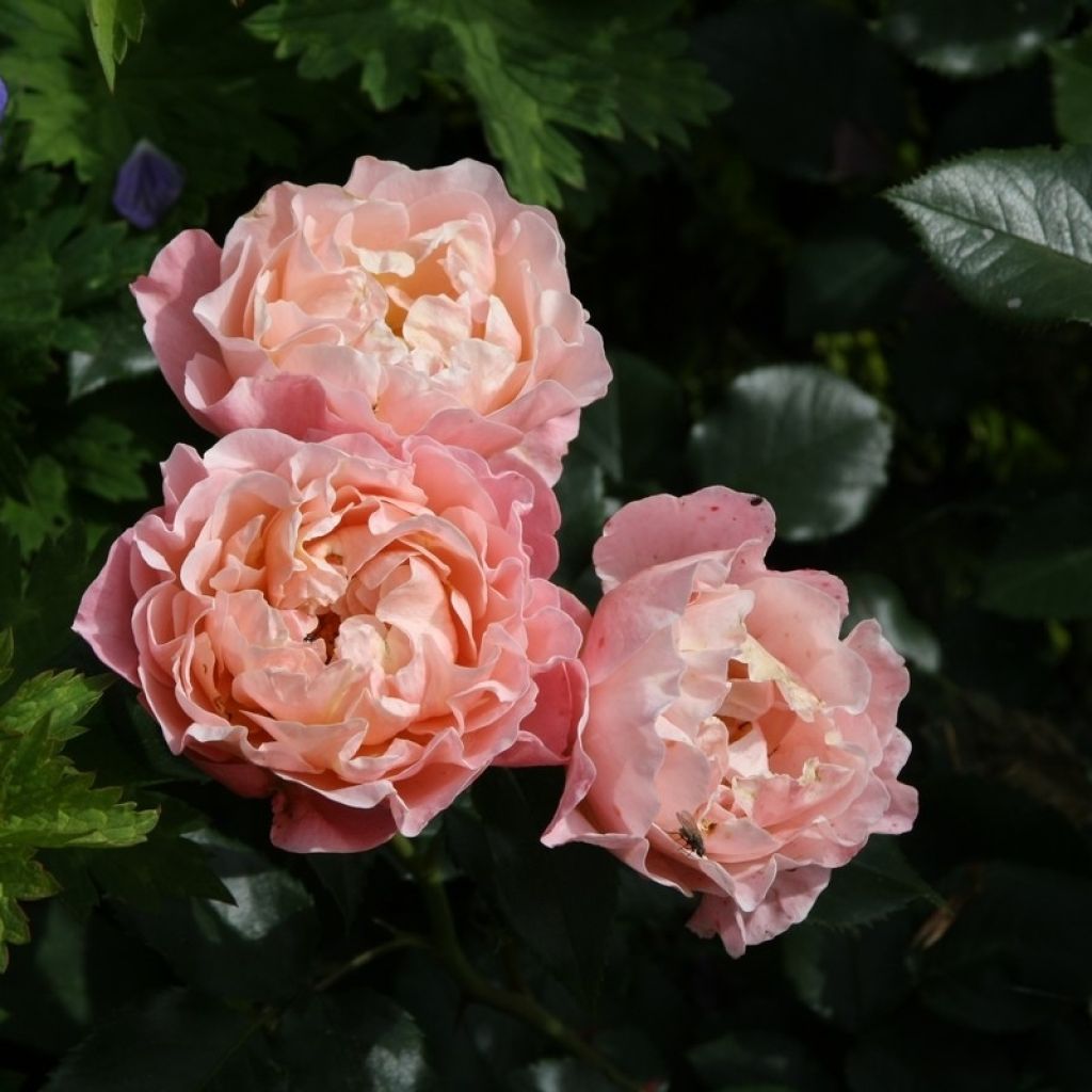 Rosa x floribunda Marie Curie - Floribunda Rose