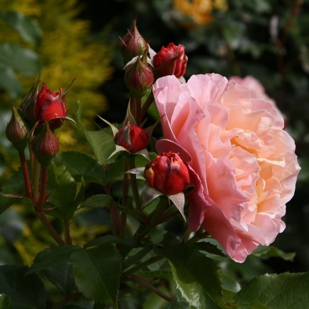 Rosa x floribunda Marie Curie - Floribunda Rose