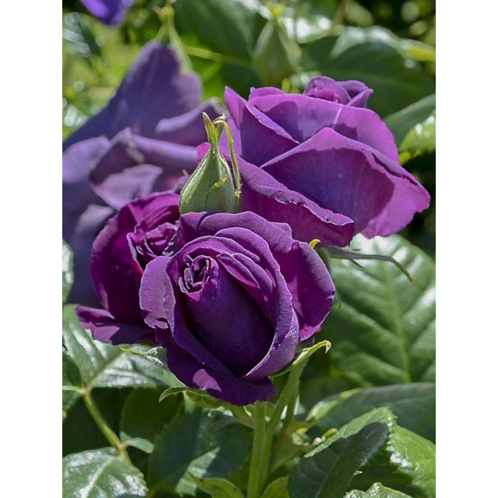 Rosa x floribunda Minerva - Floribunda Rose