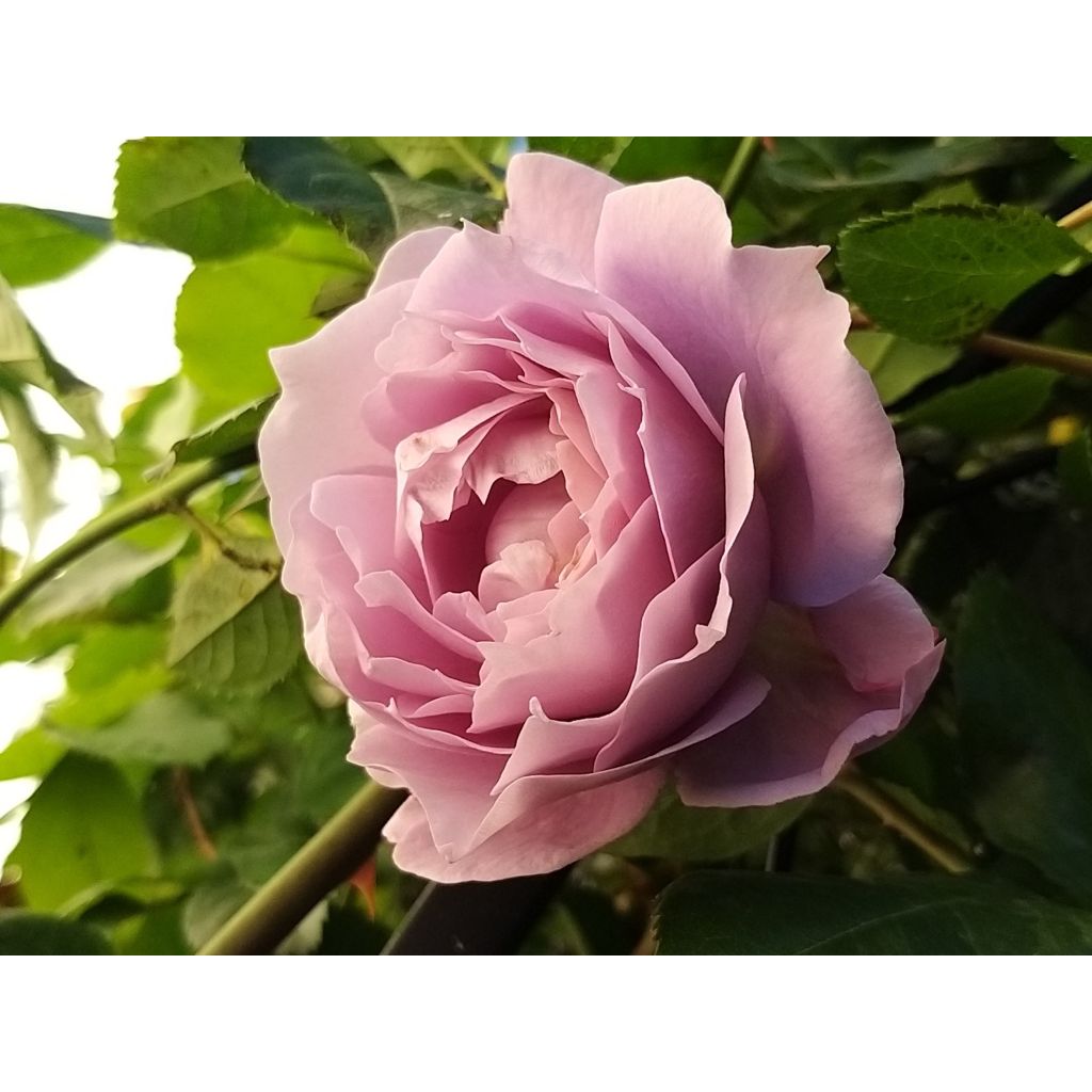 Rosa x floribunda Novalis - Floribunda Rose
