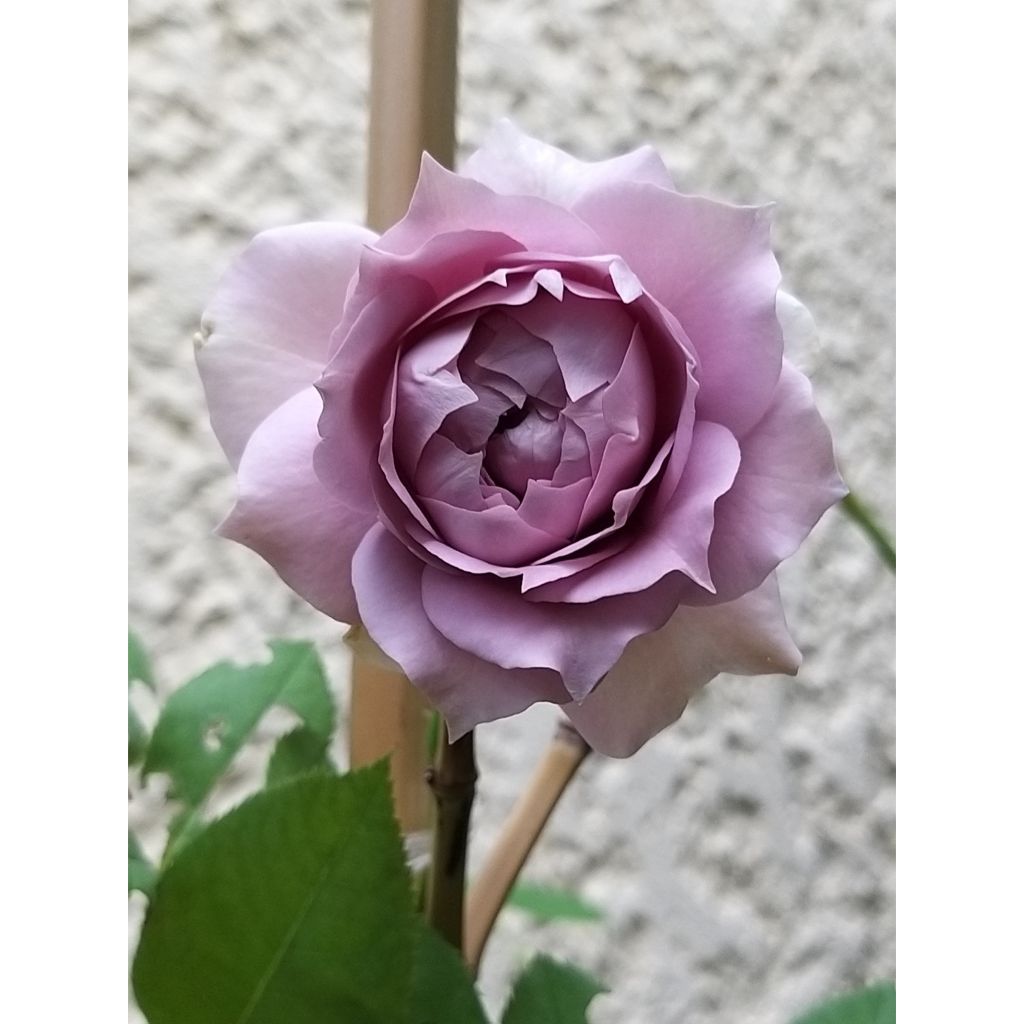 Rosa x floribunda Novalis - Floribunda Rose