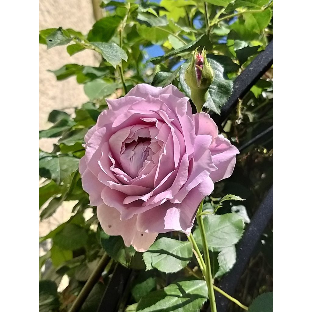 Rosa x floribunda Novalis - Floribunda Rose