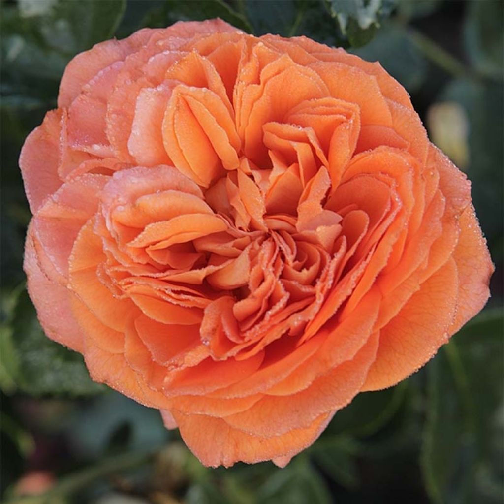 Rosa x floribunda Orangerie