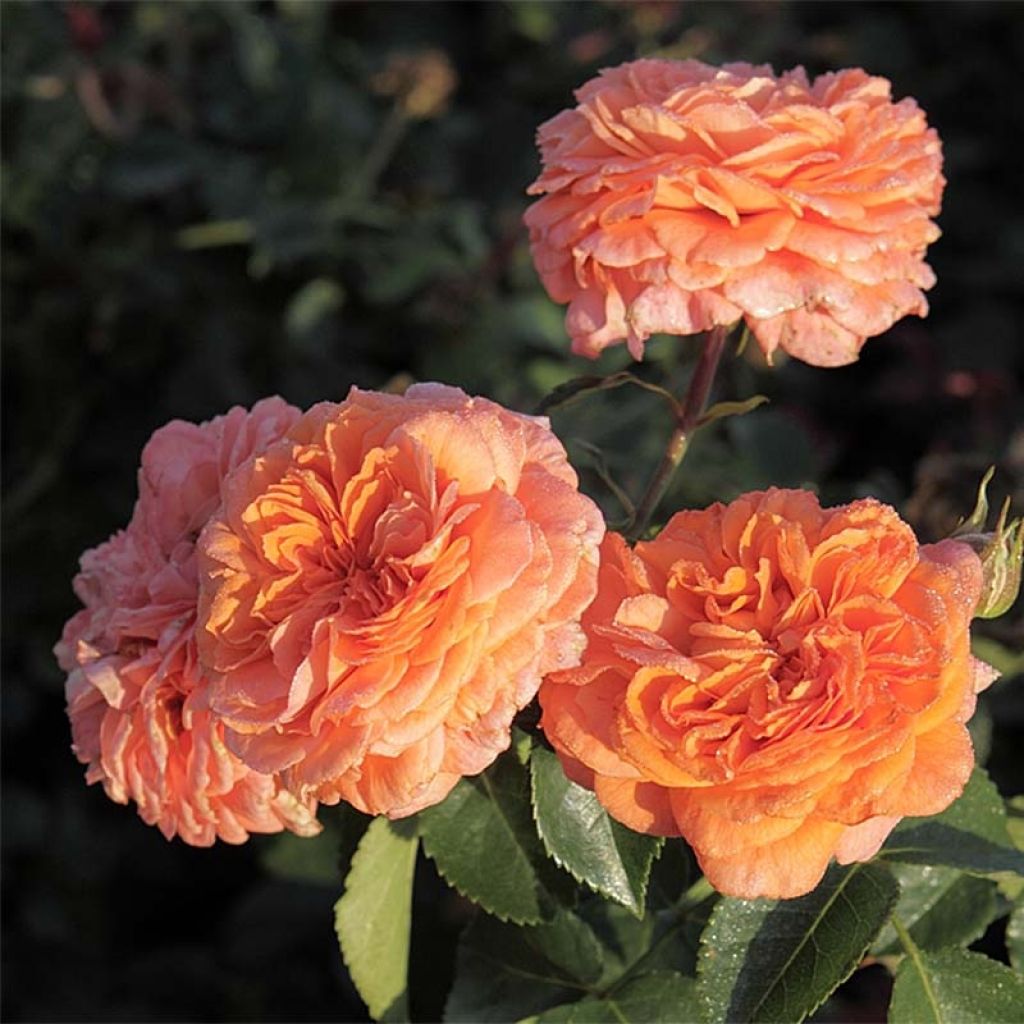 Rosa x floribunda Orangerie