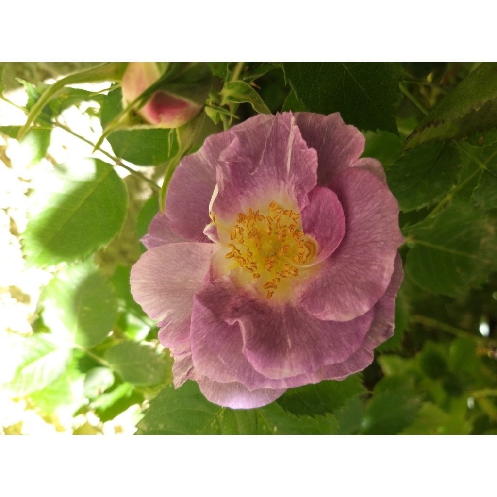 Rosa  Pacific Dream - Floribunda Rose