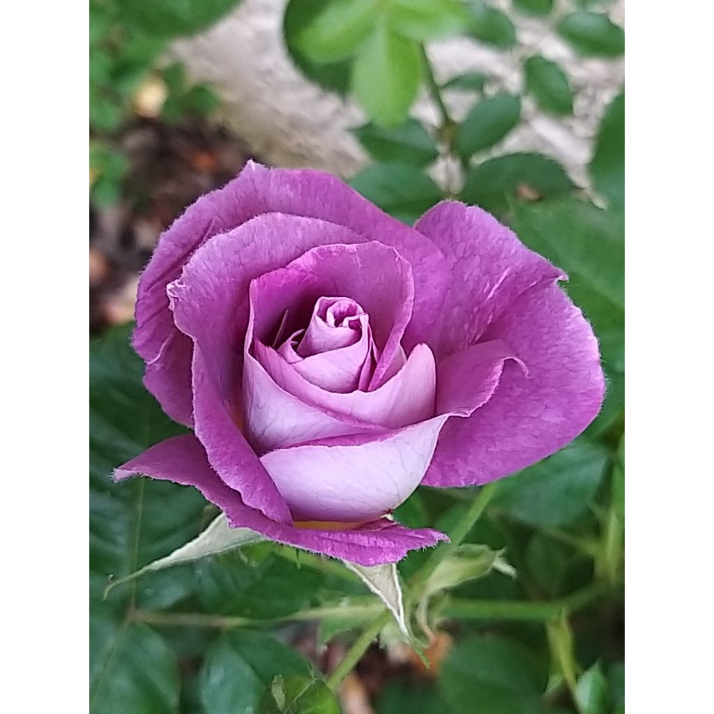 Rosa  Pacific Dream - Floribunda Rose