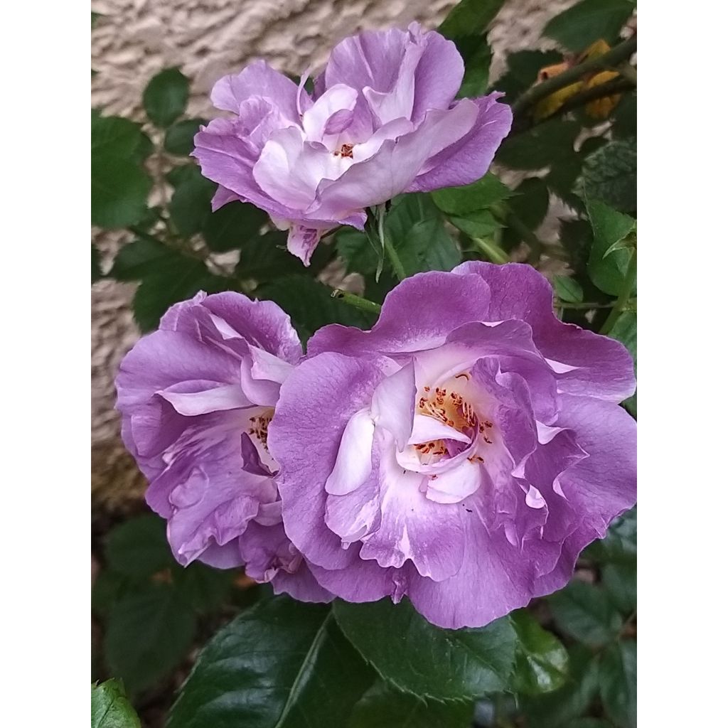 Rosa  Pacific Dream - Floribunda Rose