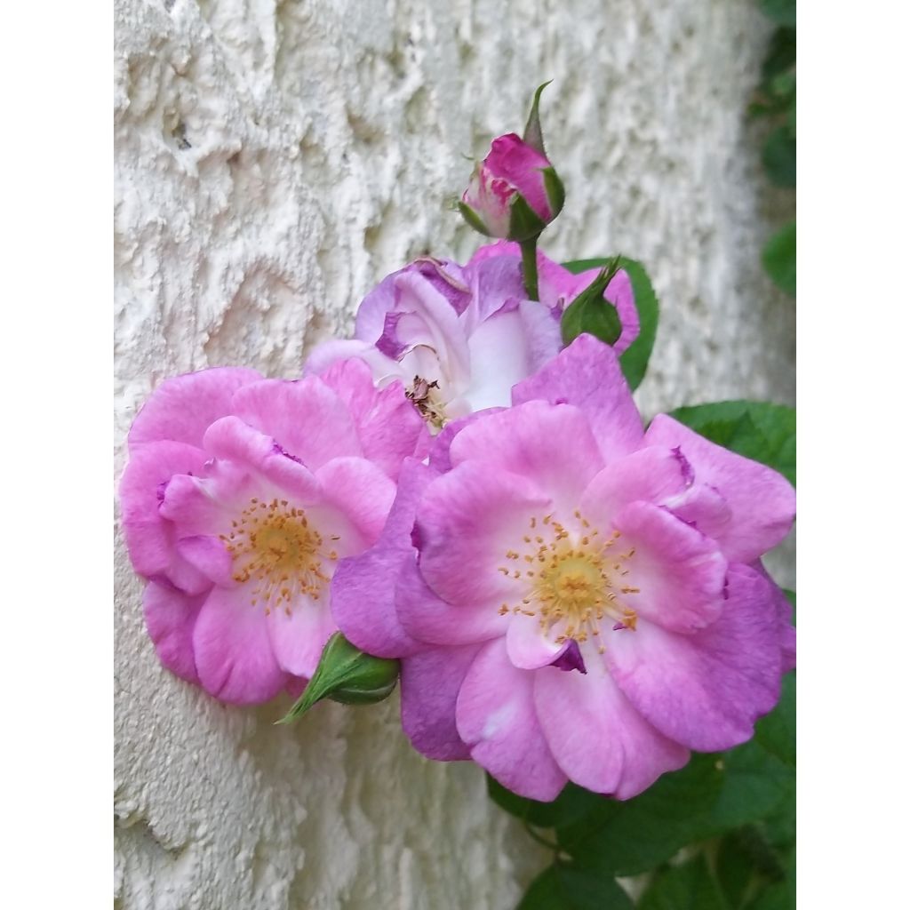Rosa  Pacific Dream - Floribunda Rose