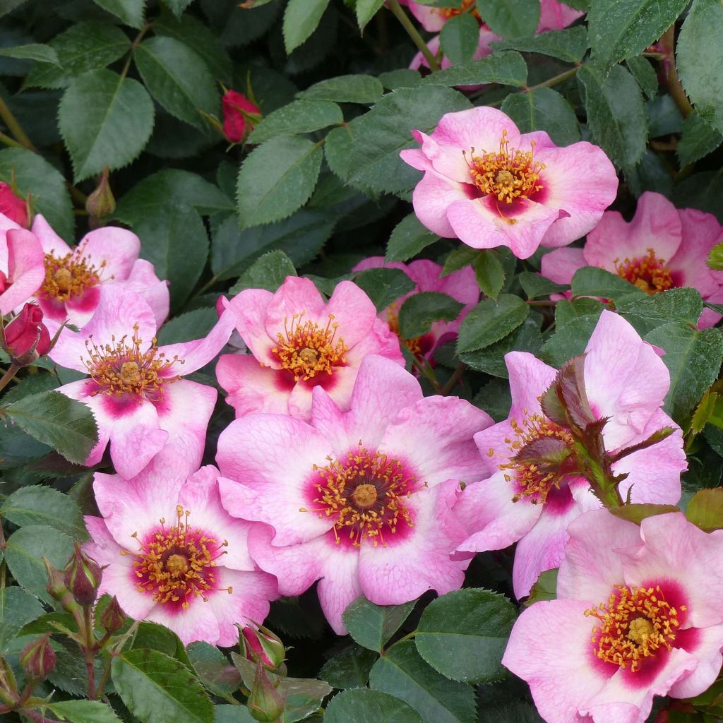 Rosa x persica - 'Peace and Love' - Floribunda Rose