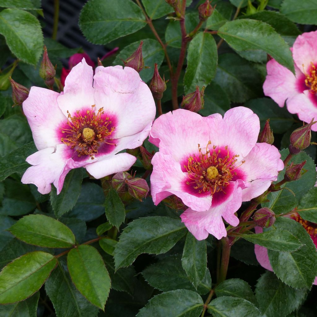 Rosa x persica - 'Peace and Love' - Floribunda Rose