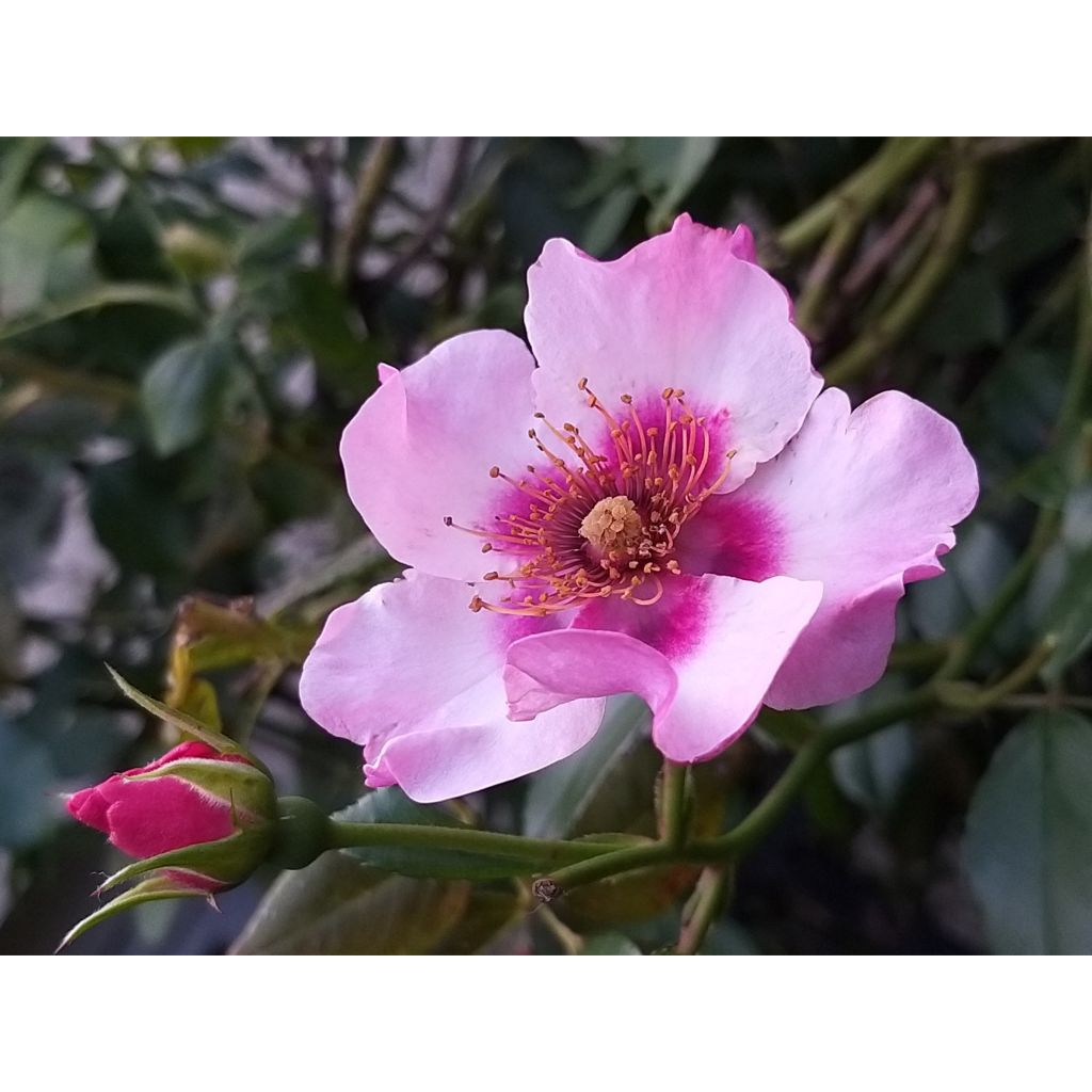 Rosa x persica - 'Peace and Love' - Floribunda Rose