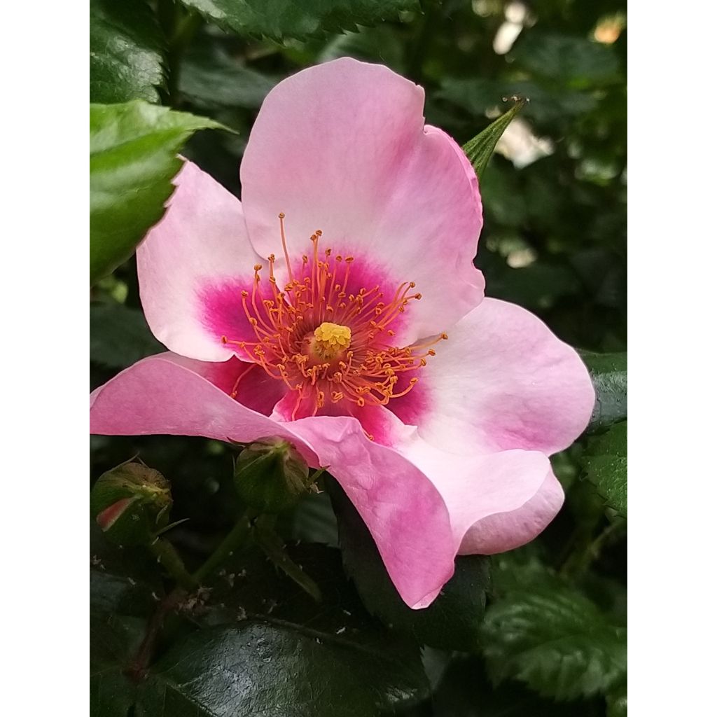 Rosa x persica - 'Peace and Love' - Floribunda Rose