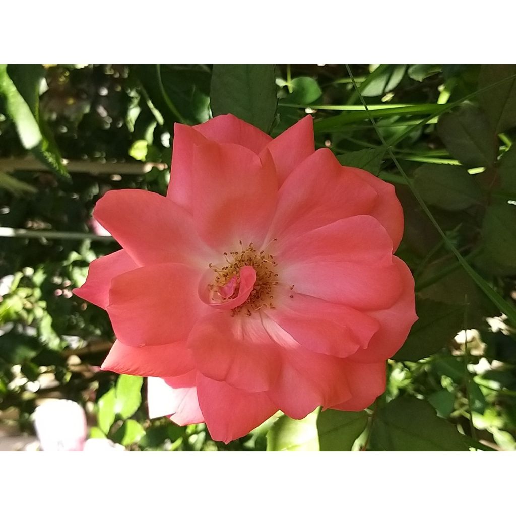 Rosa x floribunda Pernille Poulsen