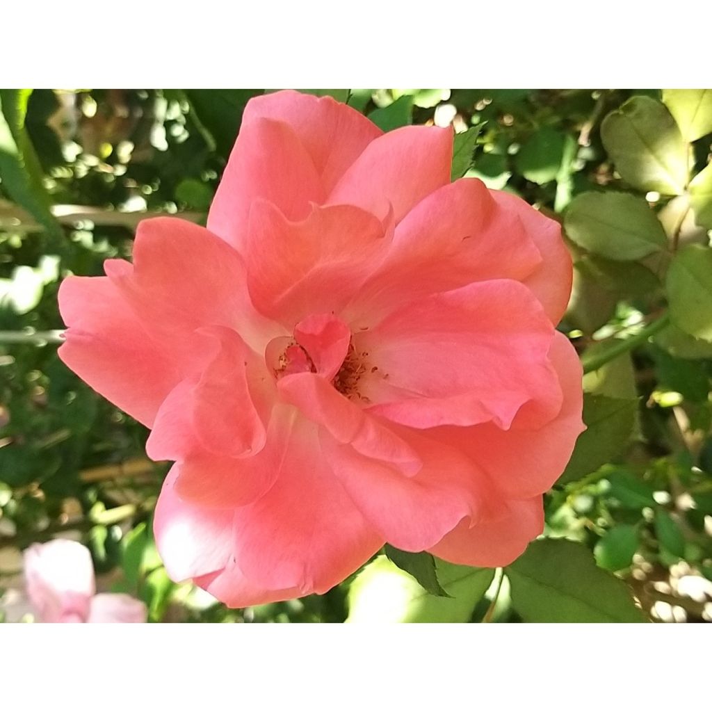 Rosa x floribunda Pernille Poulsen