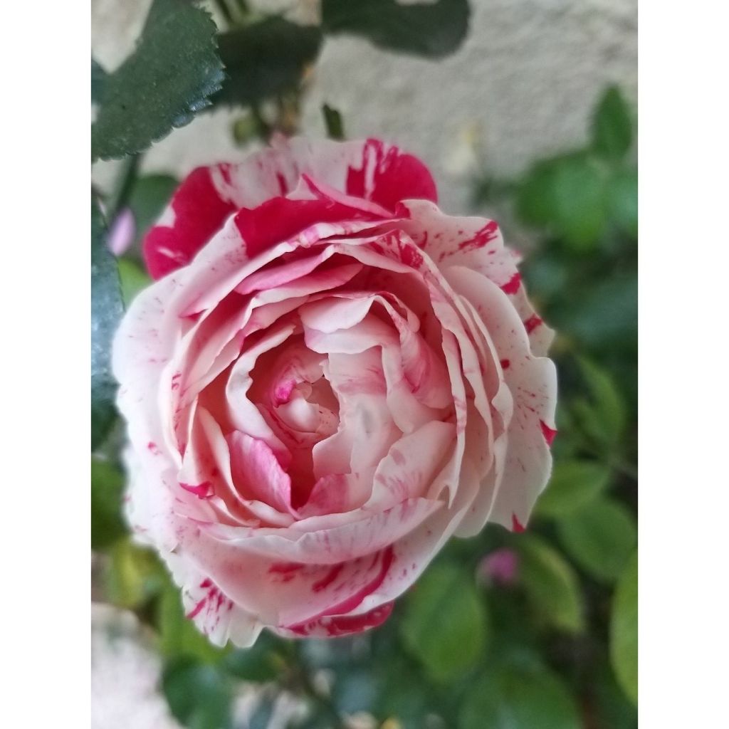 Rosa x floribunda Scentimental - Floribunda Rose