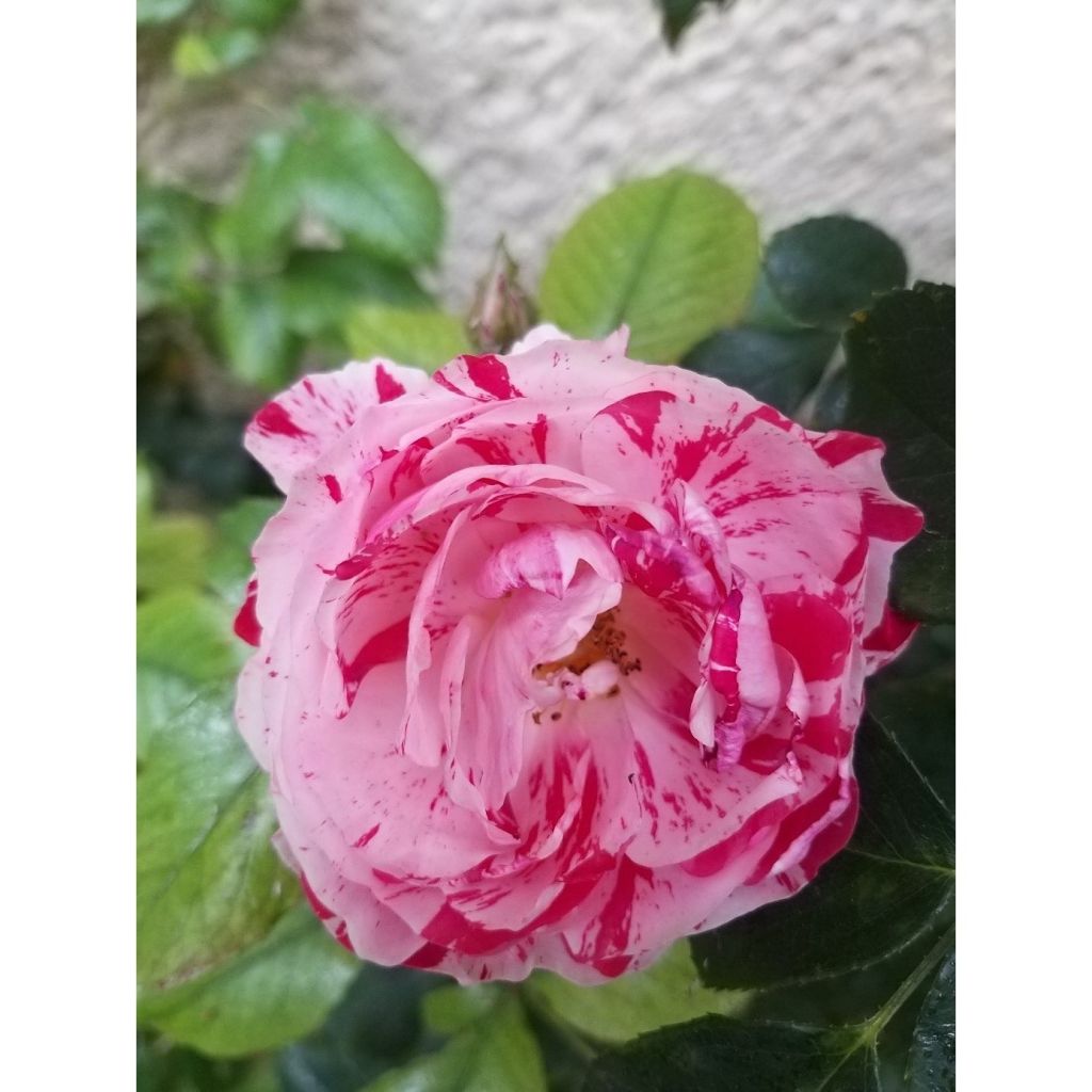 Rosa x floribunda Scentimental - Floribunda Rose