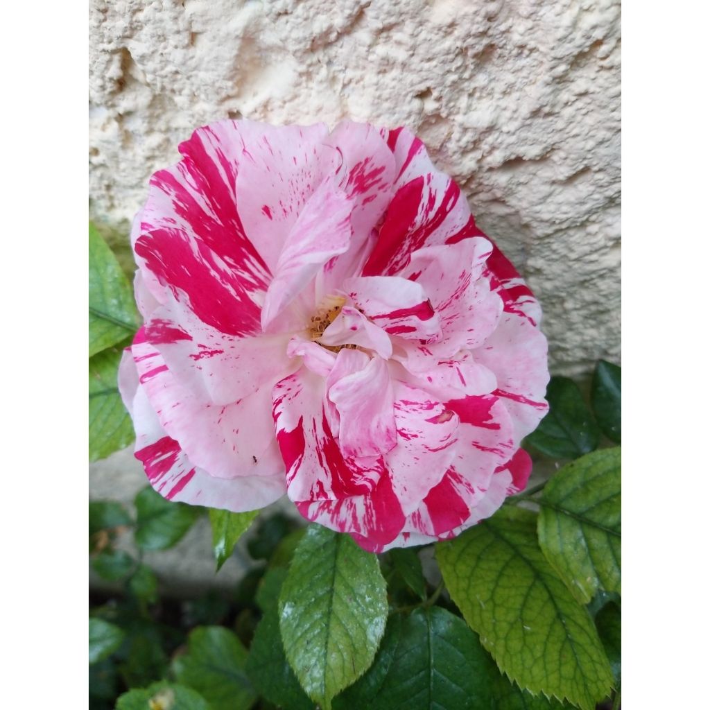 Rosa x floribunda Scentimental - Floribunda Rose