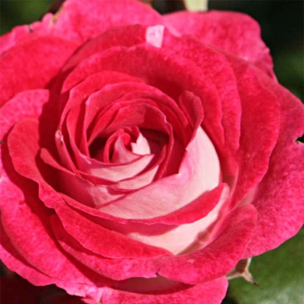 Rosa Schöne Koblenzerin - Floribunda Rose