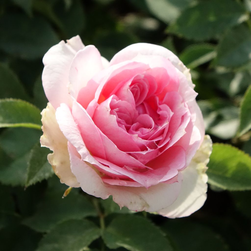 Rosa 'Meisselpier' SOPHIA ROMANTICA® - Rosier Sophia Romantica, Rosier Kurfürstin Sophie