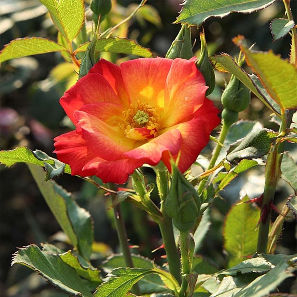 Rosa x floribunda Summer of Love - Floribunda Rose