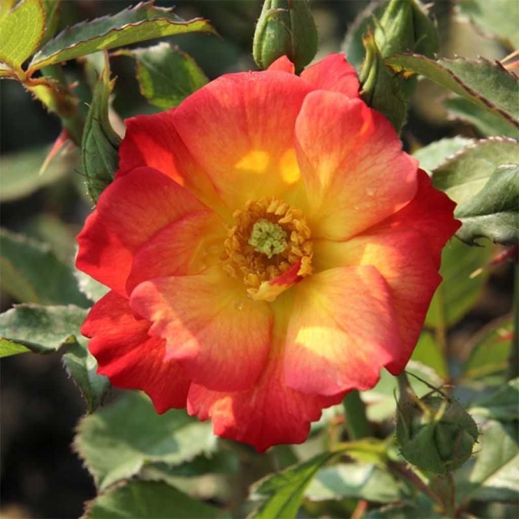 Rosa x floribunda Summer of Love - Floribunda Rose