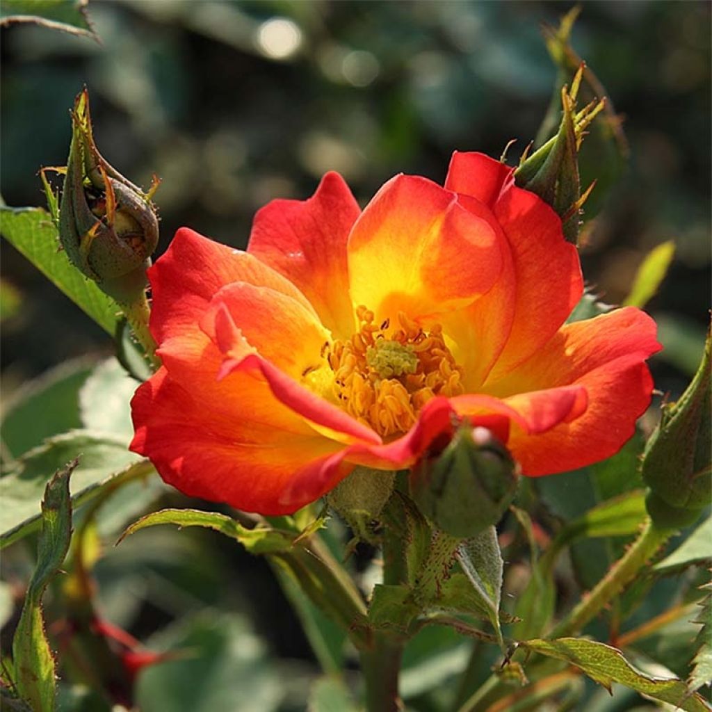 Rosa x floribunda Summer of Love - Floribunda Rose