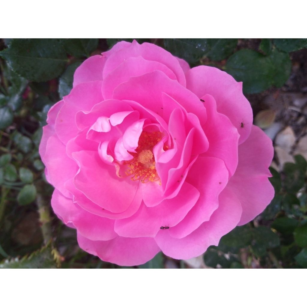 Rosa Sylvie Vartan - Floribunda Rose