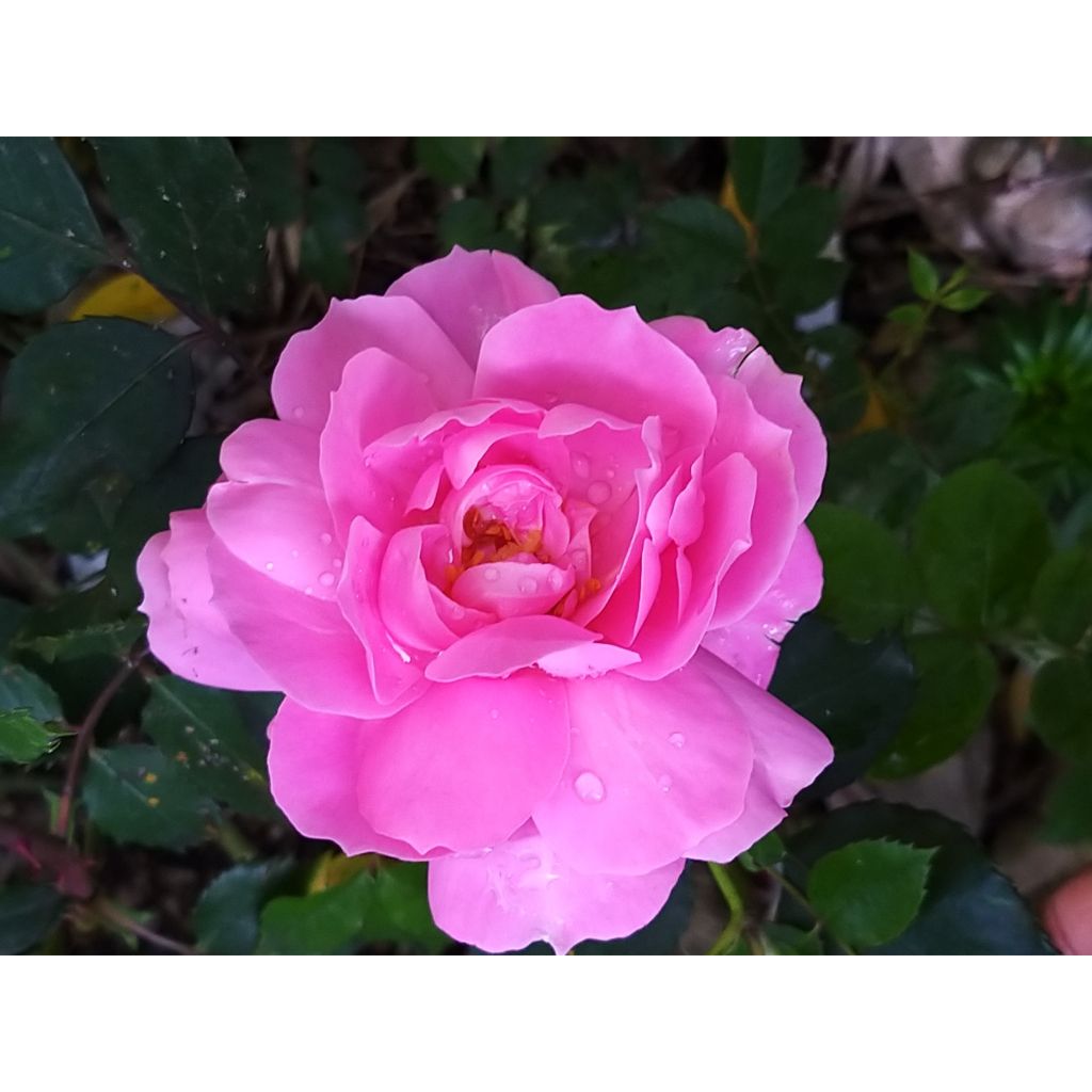 Rosa Sylvie Vartan - Floribunda Rose