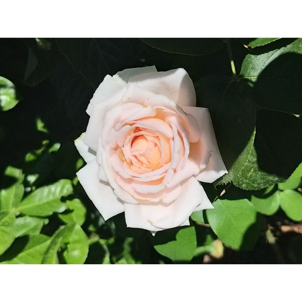 Rosa André Le Nôtre - Modern Hybrid Tea Rose