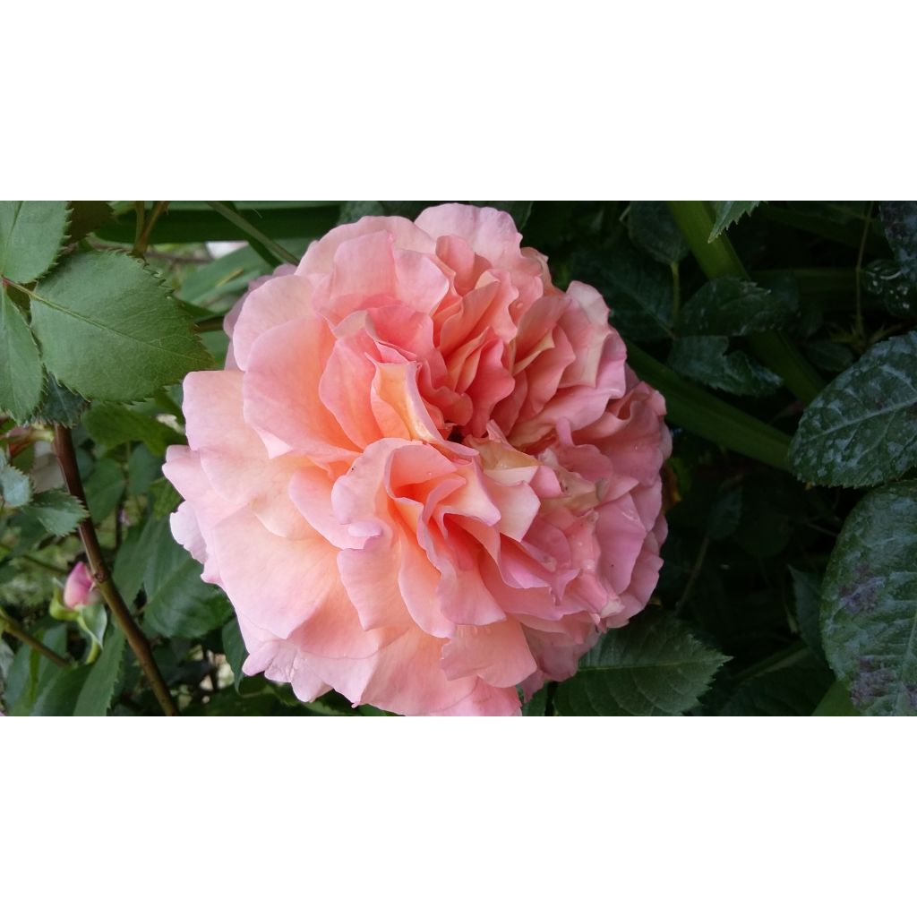 Rosa Augusta Luise