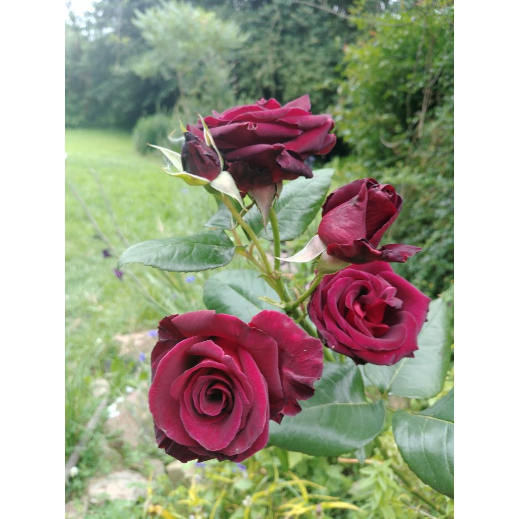 Rosa 'Black Baccara' - Hybrid Tea Rose