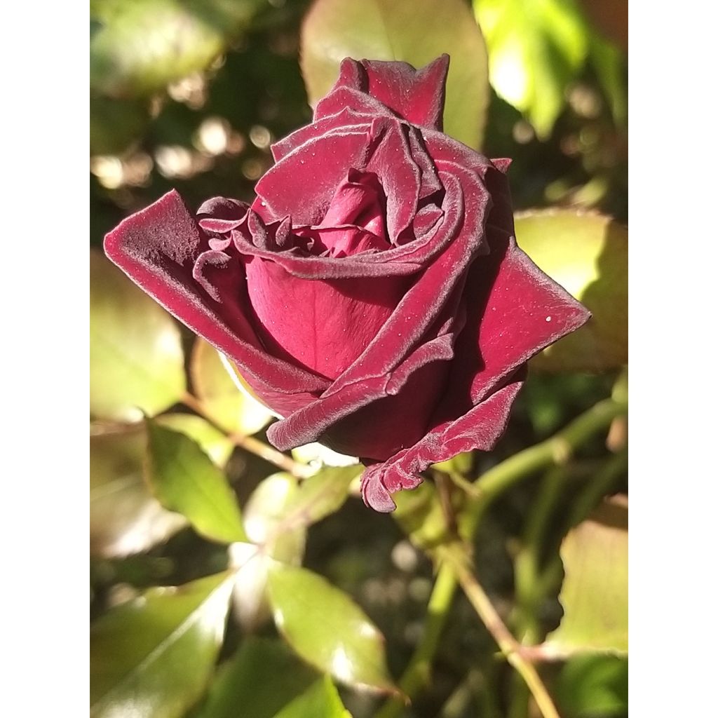 Rosa 'Black Baccara' - Hybrid Tea Rose