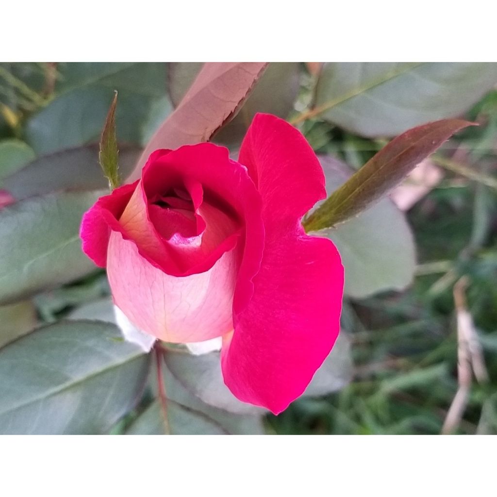 Rosa 'Bolshoi' - Hybrid Tea Rose