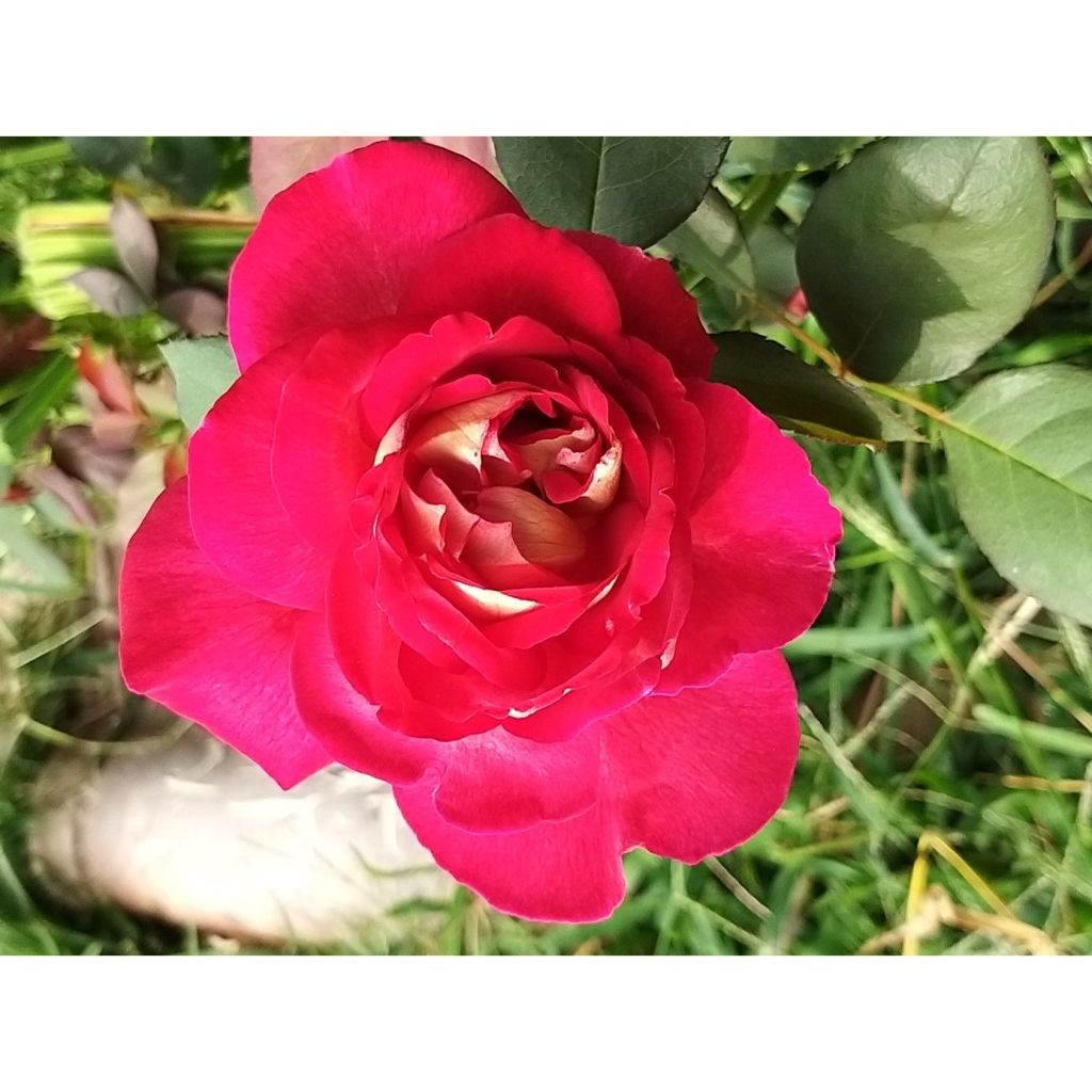 Rosa 'Bolshoi' - Hybrid Tea Rose