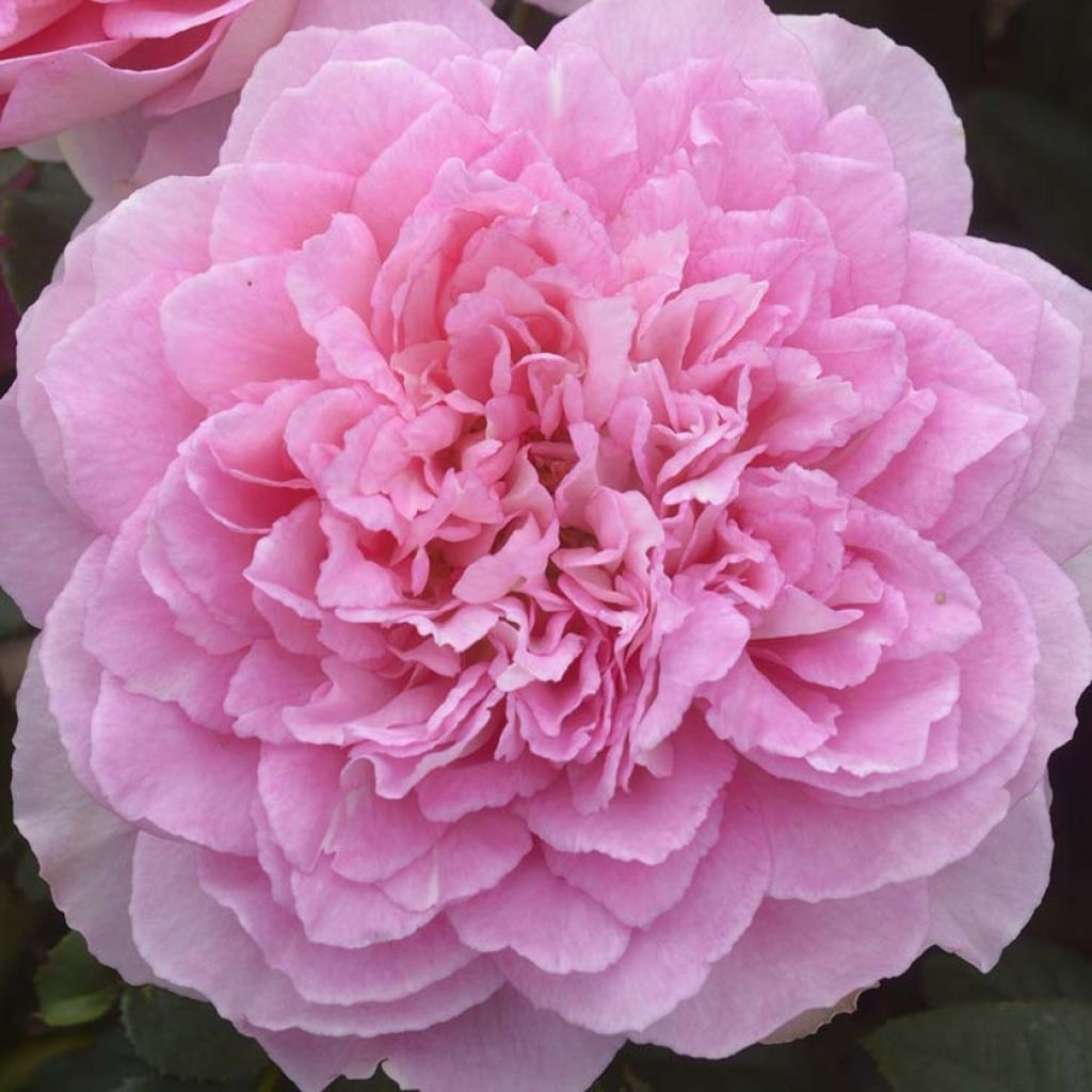 Rosa Borneo Odore
