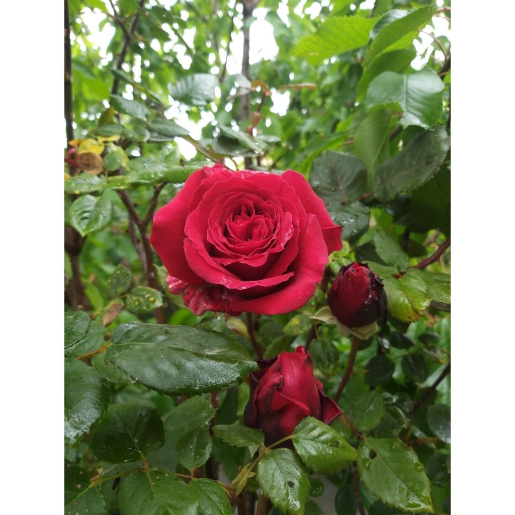 Rosa 'Botero' - Shrub Rose