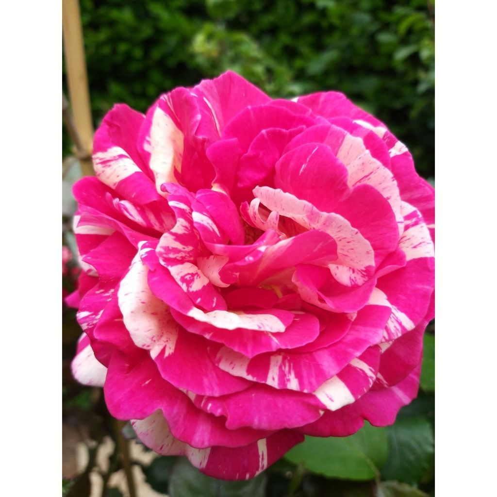 Rosa Broceliande - Hybrid Tea Rose