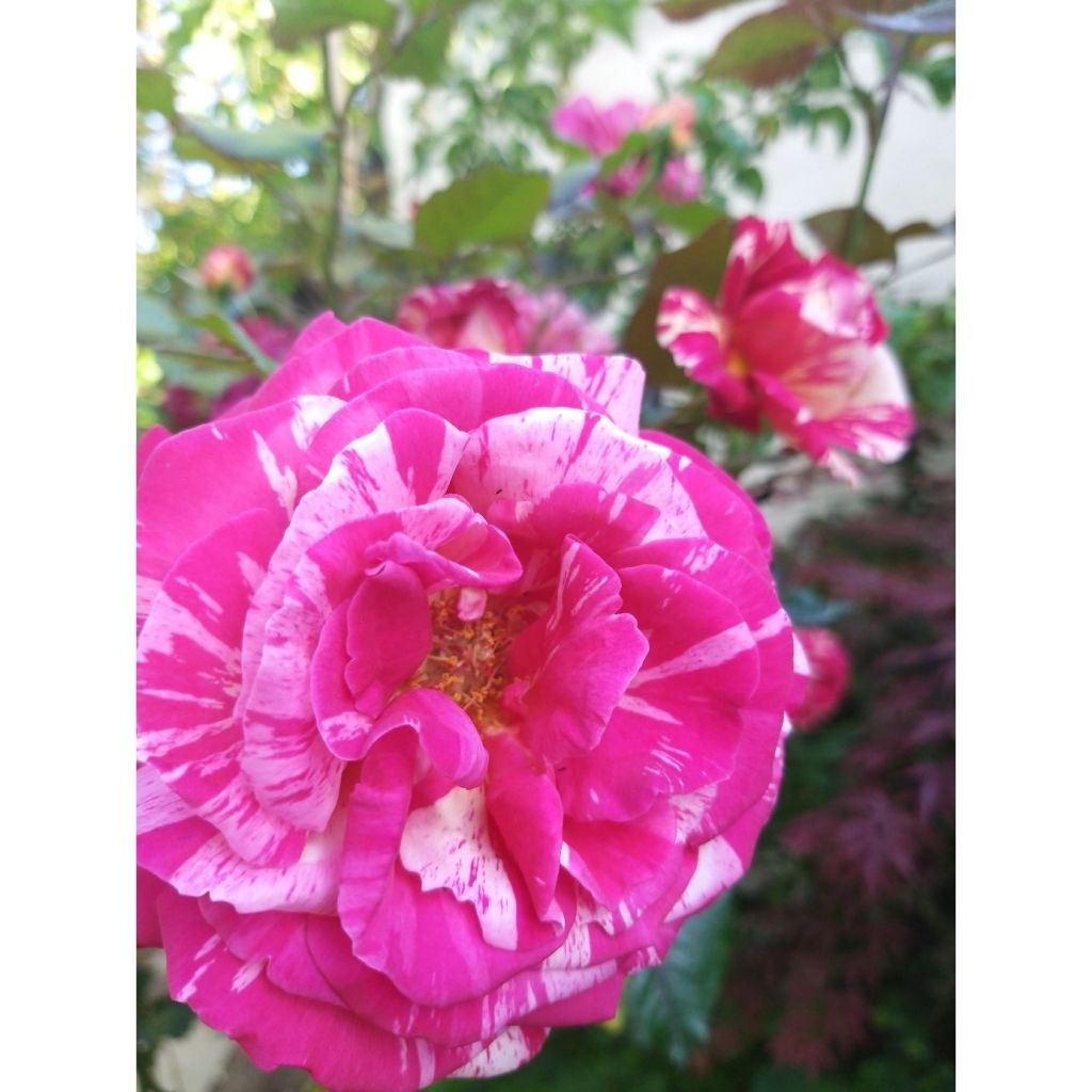 Rosa Broceliande - Hybrid Tea Rose